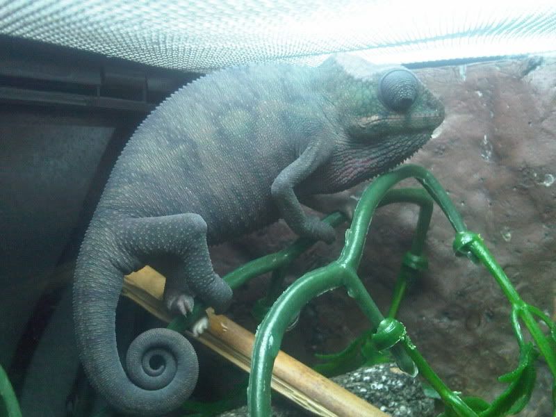 chameleon4056.jpg