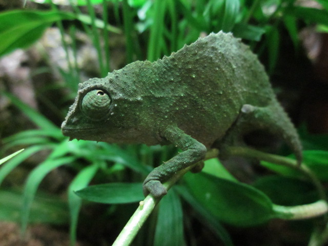 rango__s_world_by_tikuu10-d3ywqir.jpg