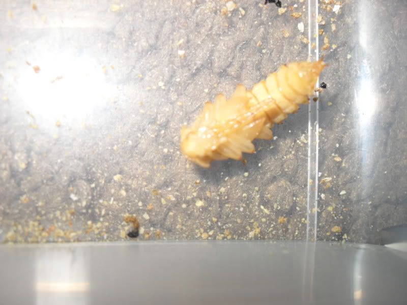 SDC15464.jpg