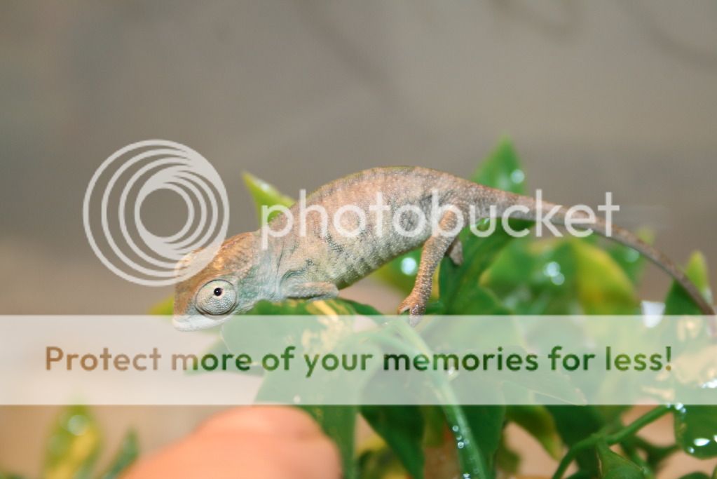 tritonfalybabies015.jpg