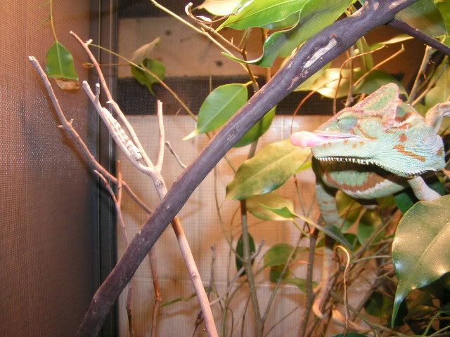 PICT3612.jpg