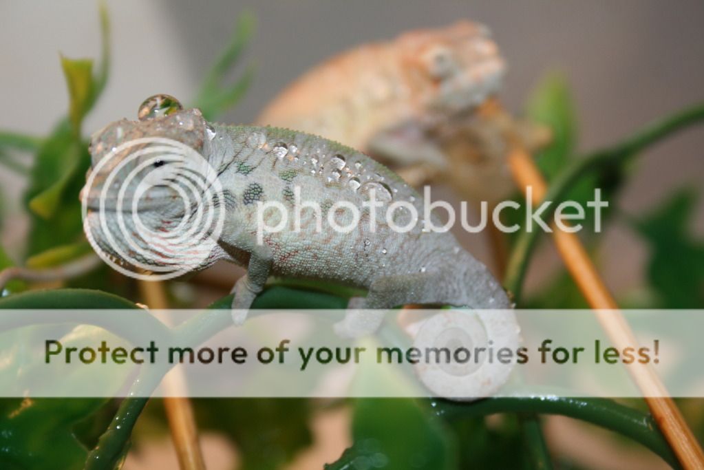 tritonfalybabies012.jpg