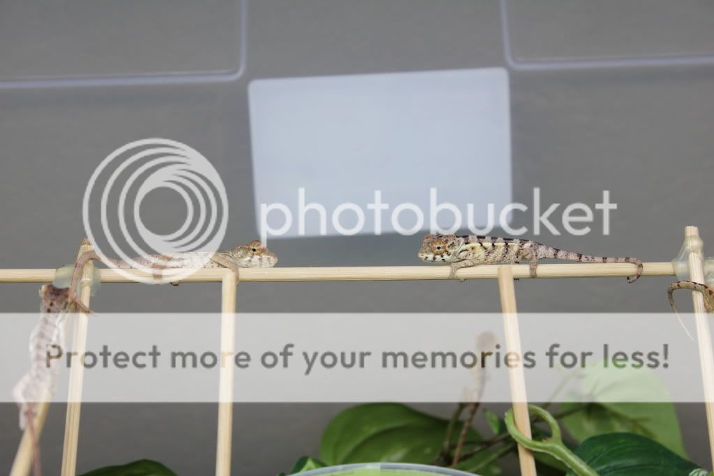 Chamandbugpics192.jpg