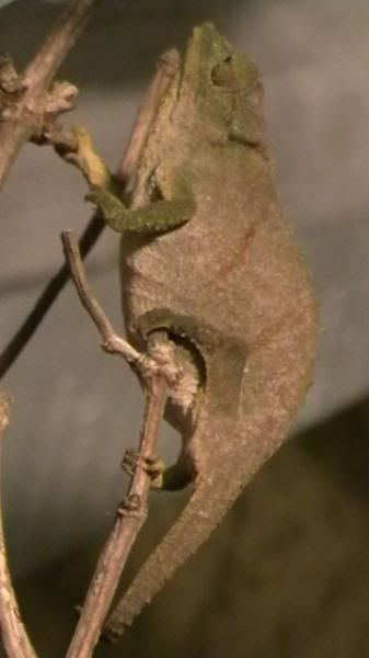 pygmygeckos025.jpg