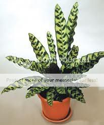 Calatheainsignis.jpg