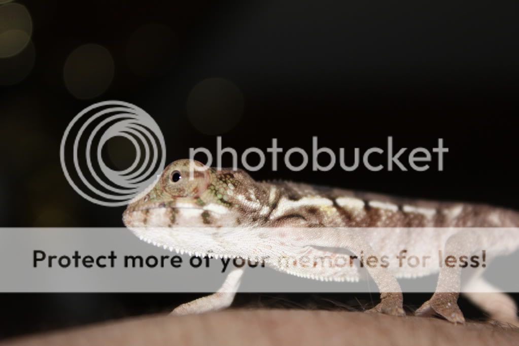 Chamandbugpics113.jpg