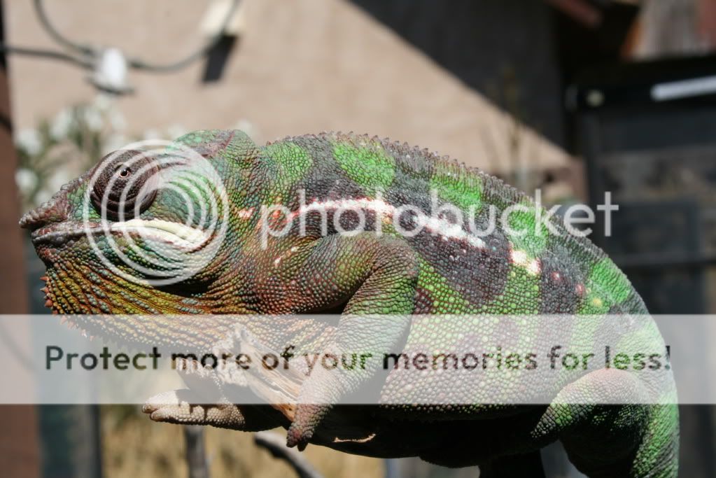 eospics9-19-09011-6.jpg