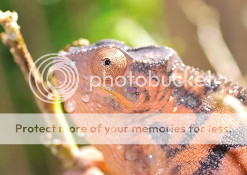 earlycloseup.jpg