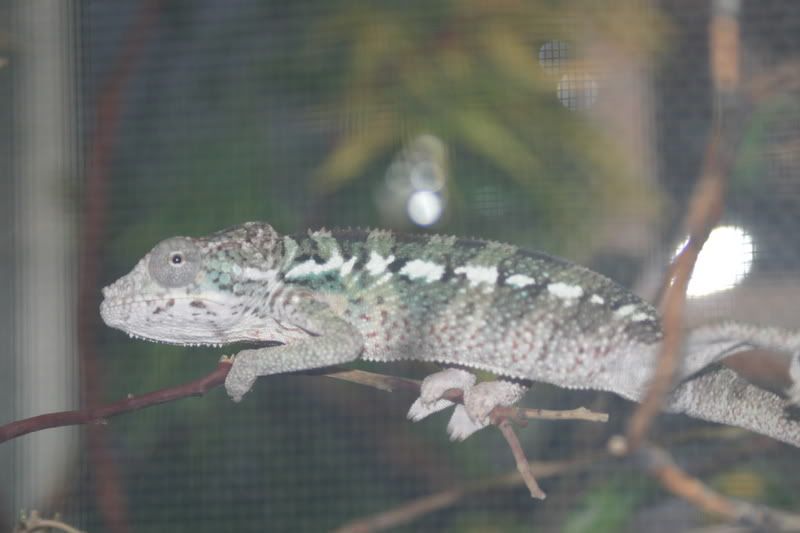 Sept1stChameleon005.jpg