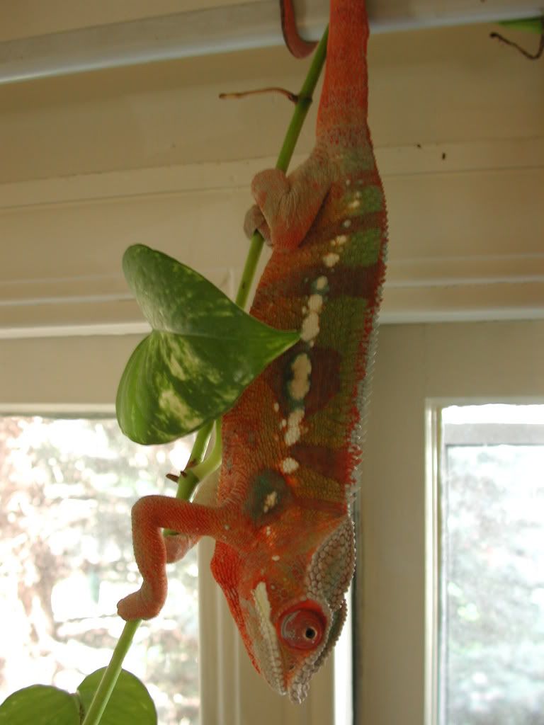 ThaxterMay06Red2.jpg