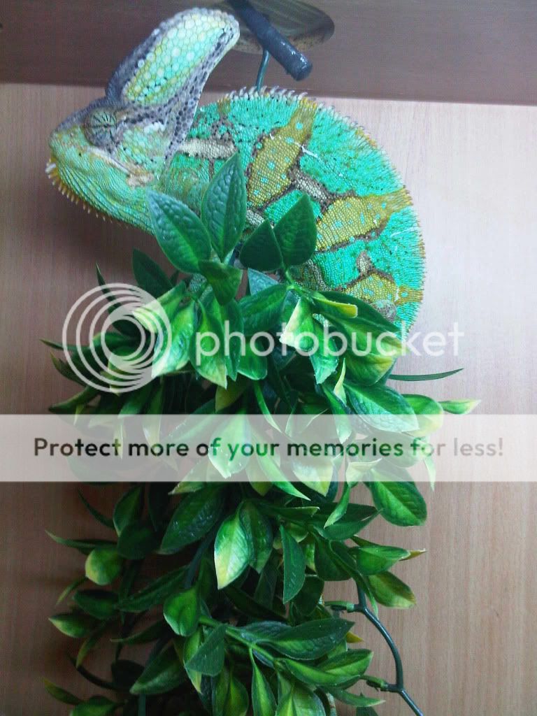 IMG00920-20110801-1434.jpg
