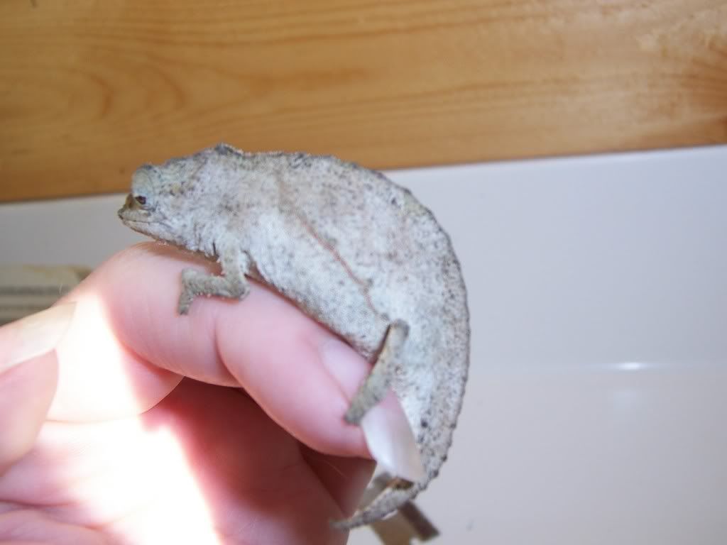 cham3.jpg