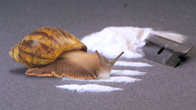 cocaine_snail_ars-thumb-640xauto-14264.jpg