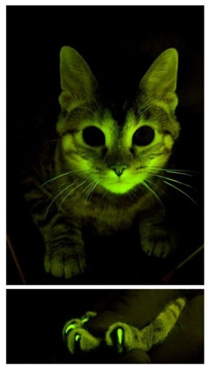 glowing_cat.jpg