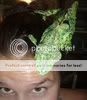 MyChameleons075.jpg