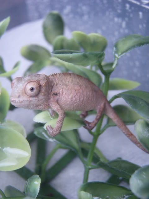 MyChameleons179.jpg