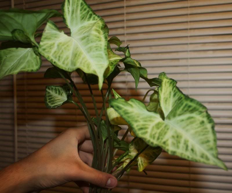 plants005.jpg