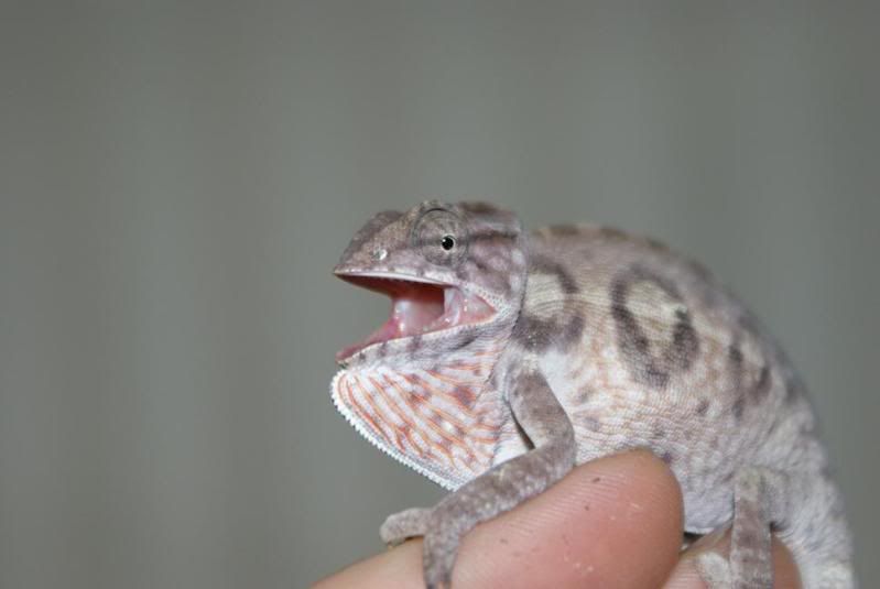 lateralis_female_02.jpg