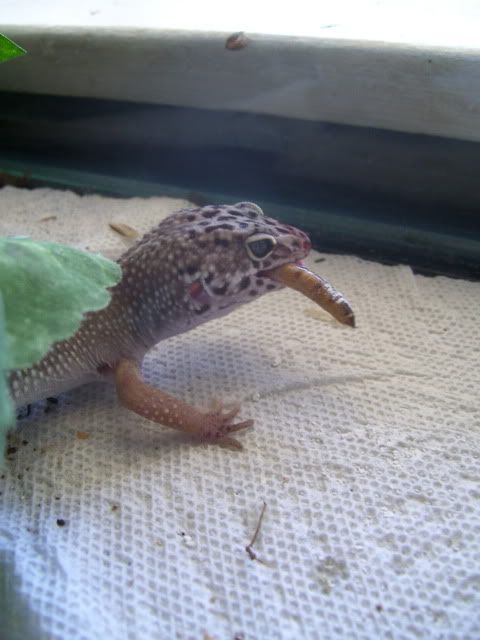 Gecko012.jpg
