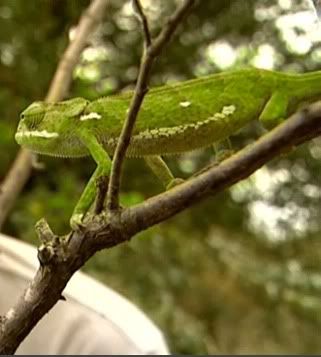 chameleon.jpg