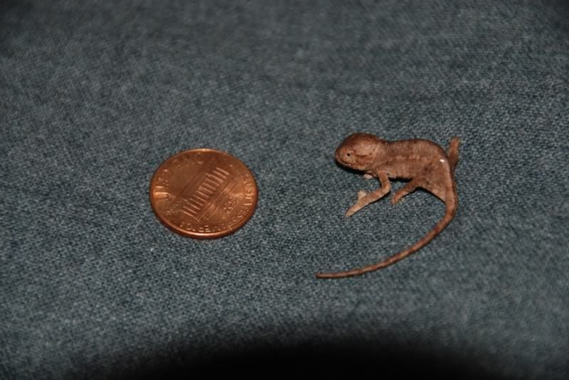 penny.jpg