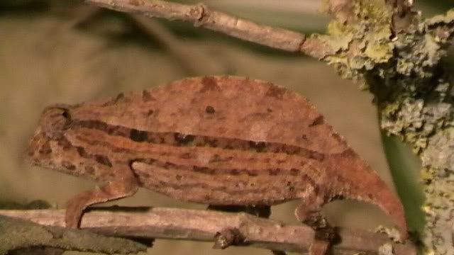 pygmygeckos023.jpg