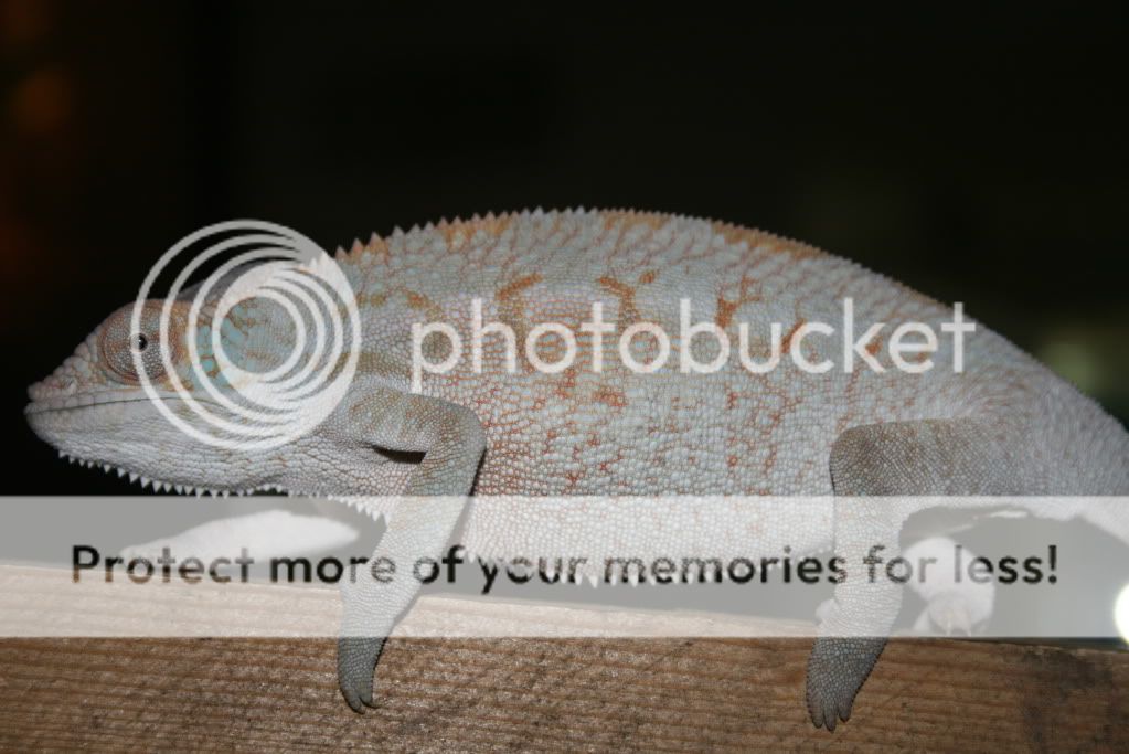 005-10.jpg