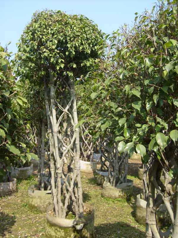 Ficus_benjamina.jpg