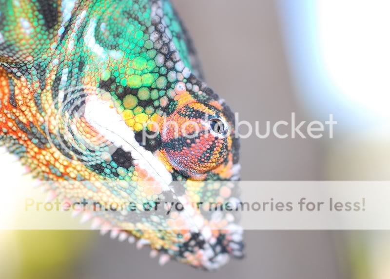 colorful-1.jpg