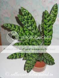 Calathealancifolia.jpg