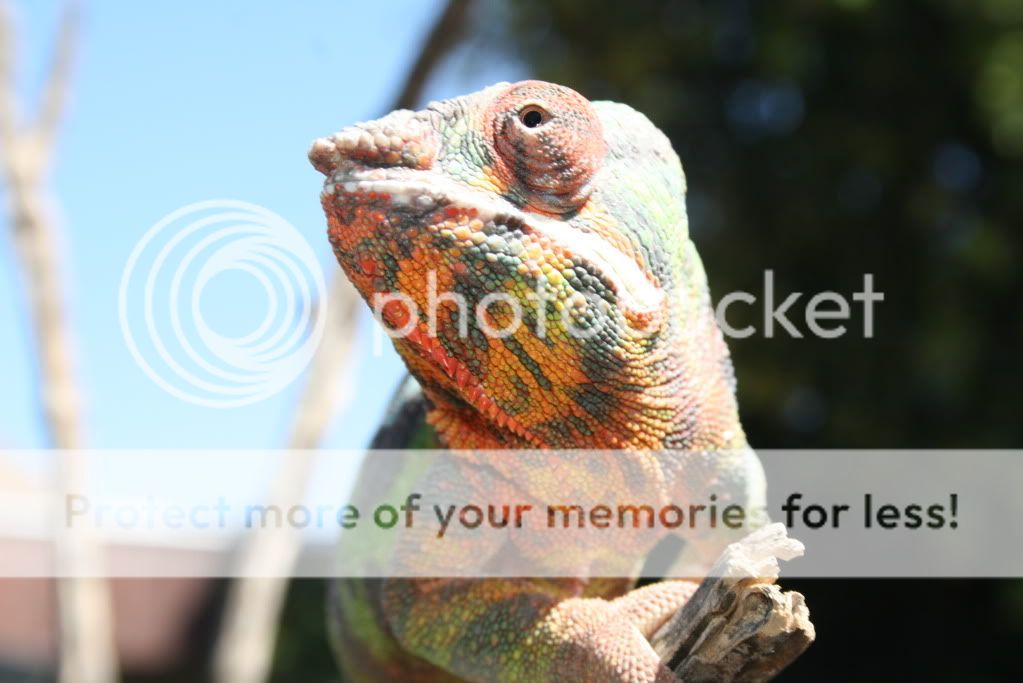 eospics9-19-09032-2.jpg
