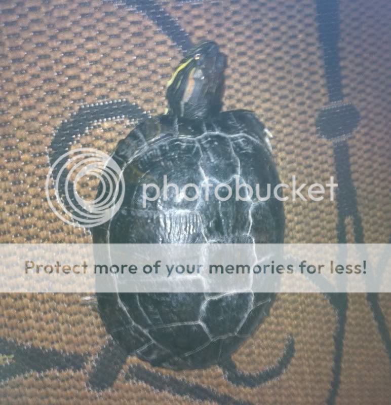 foundturtle.jpg