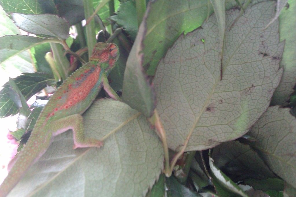 IMAG0525.jpg