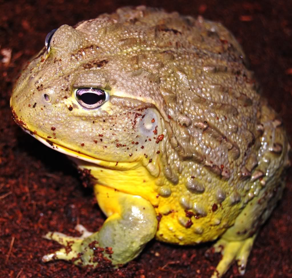 frog006.jpg