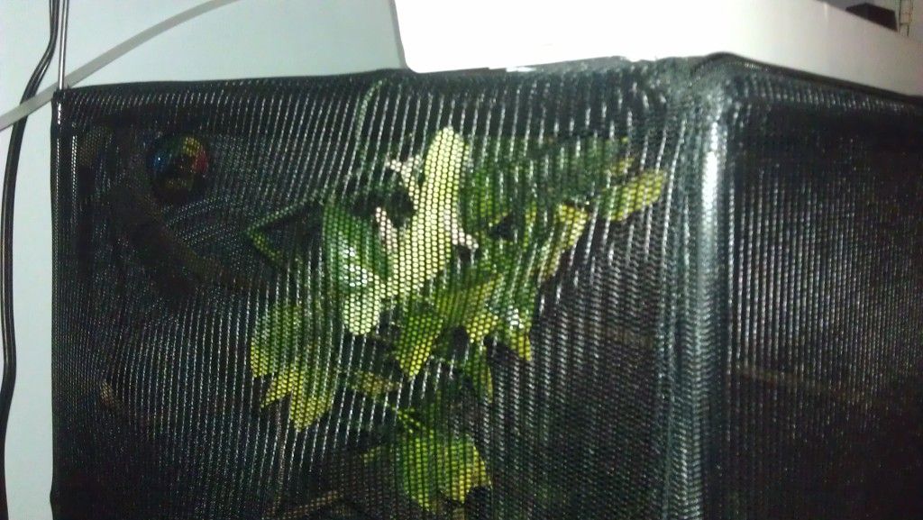 IMAG0266.jpg