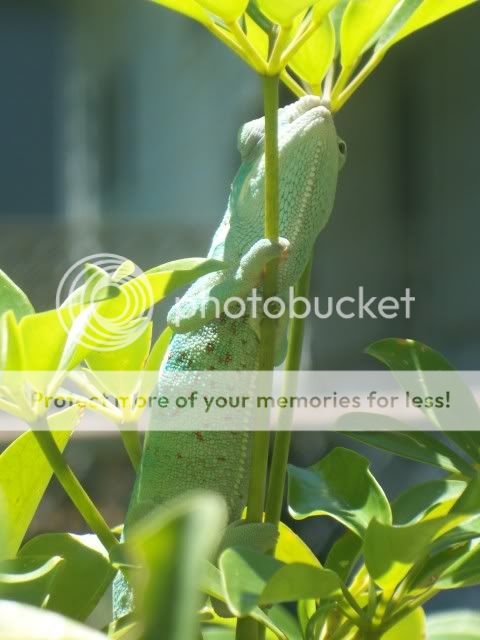 KokakCamerapics2010139.jpg