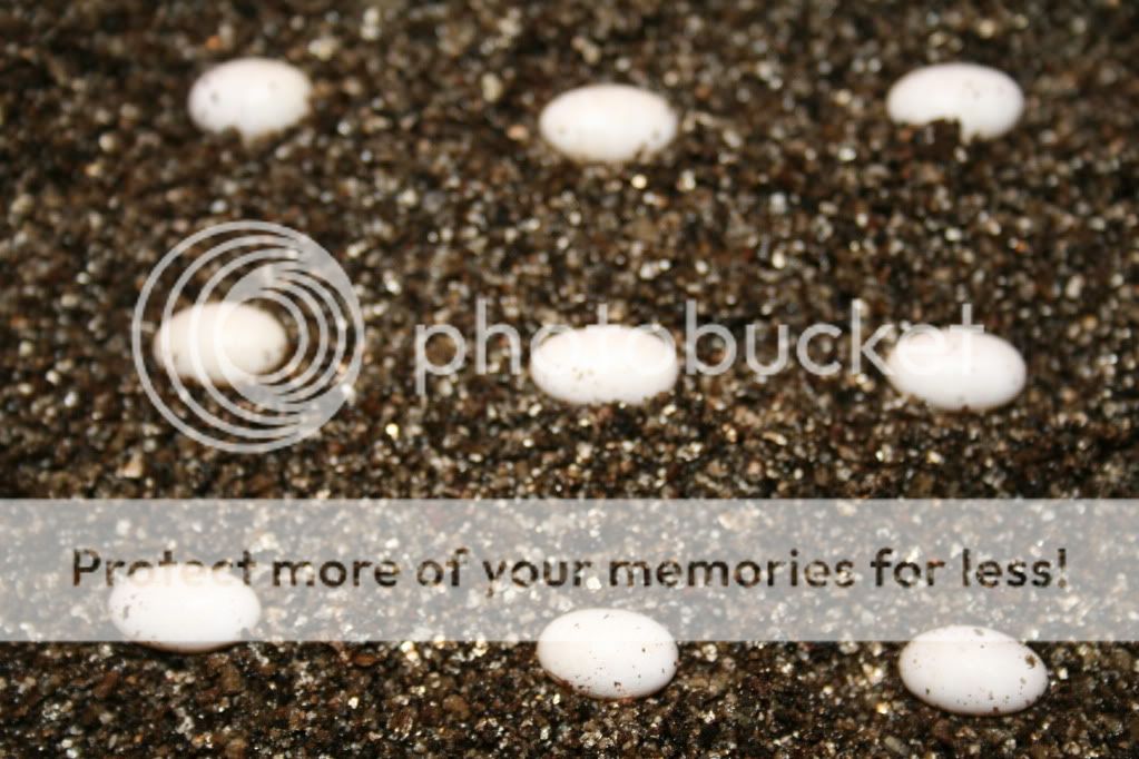 eospics9-19-09031.jpg