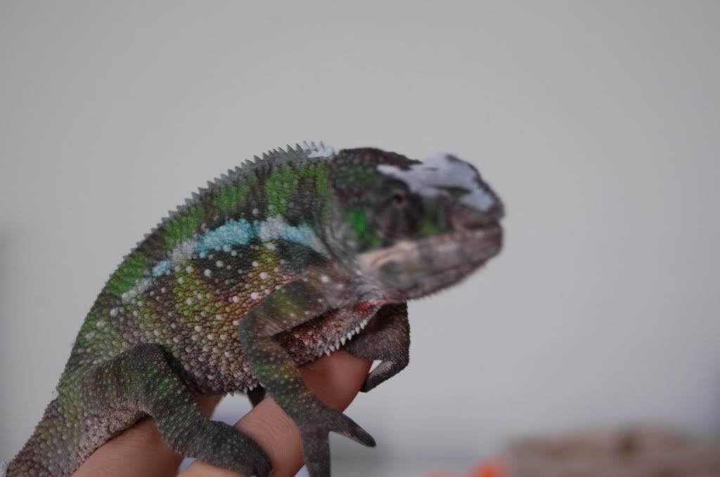 DSC_1135.jpg