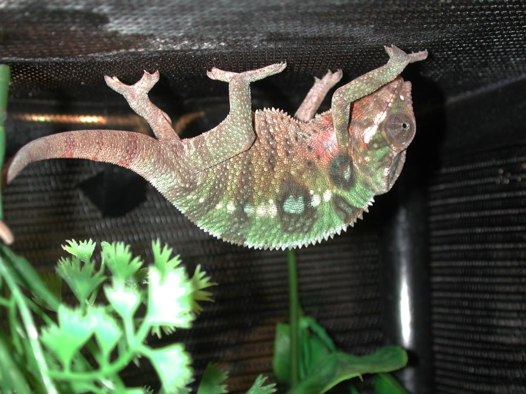 ThaxterOct2005.jpg