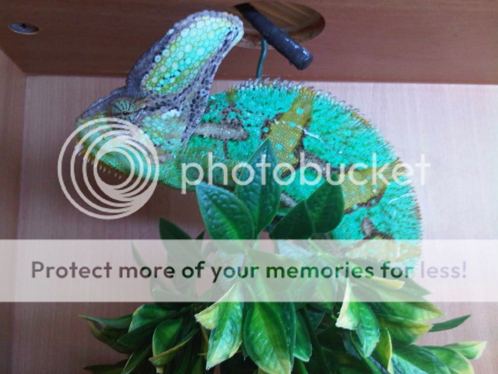IMG00917-20110801-1434.jpg