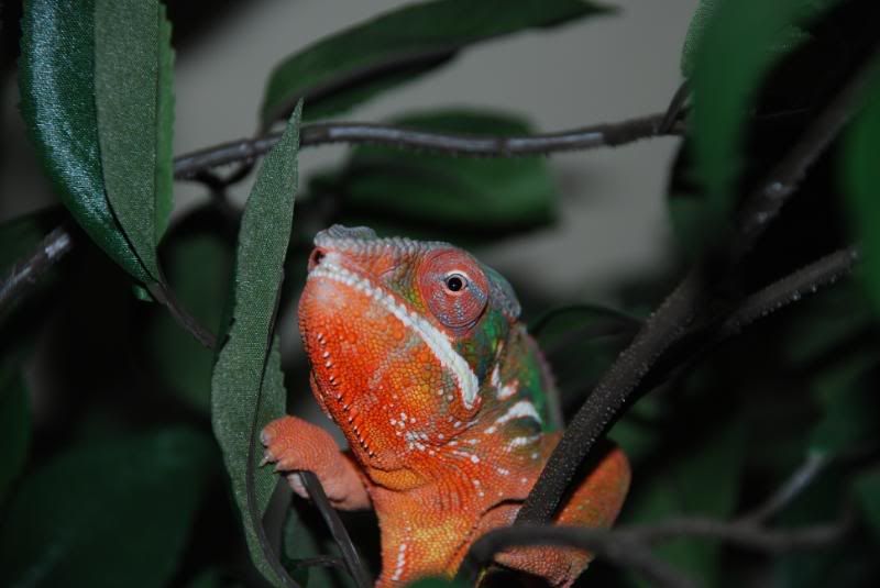DSC_0028.jpg