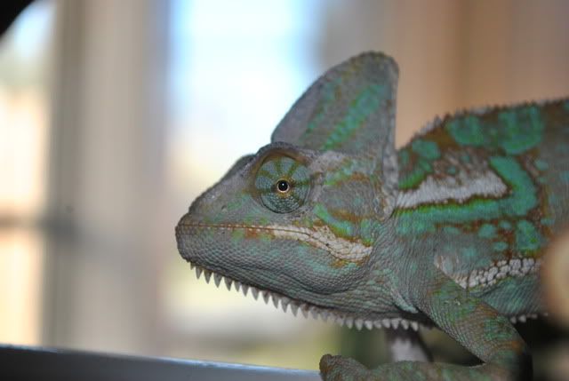 DSC_0259.jpg