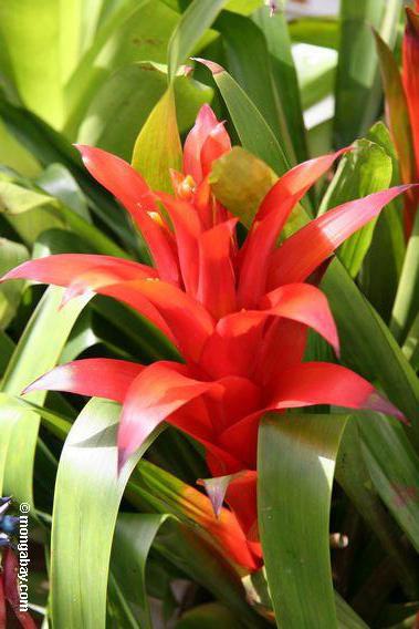 0207_red_bromeliad.JPG