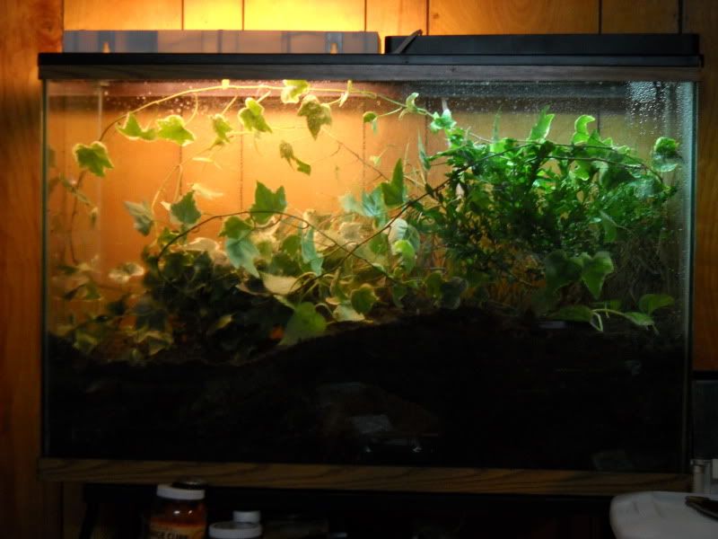 PygmyViv006.jpg
