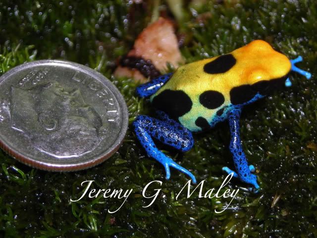 9-30-08dartfrogs013-4.jpg