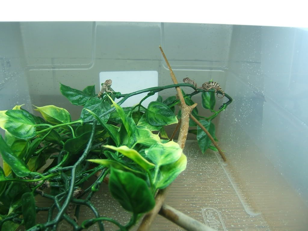 DSCF7747.jpg