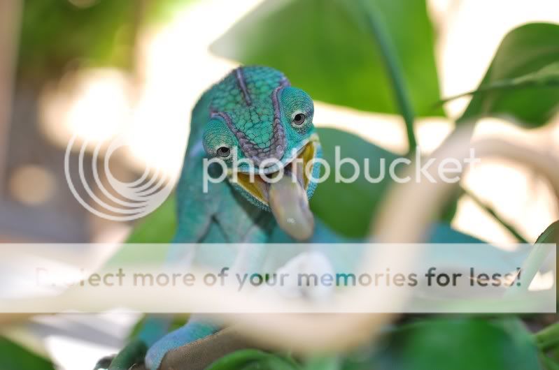 blueatinggg.jpg