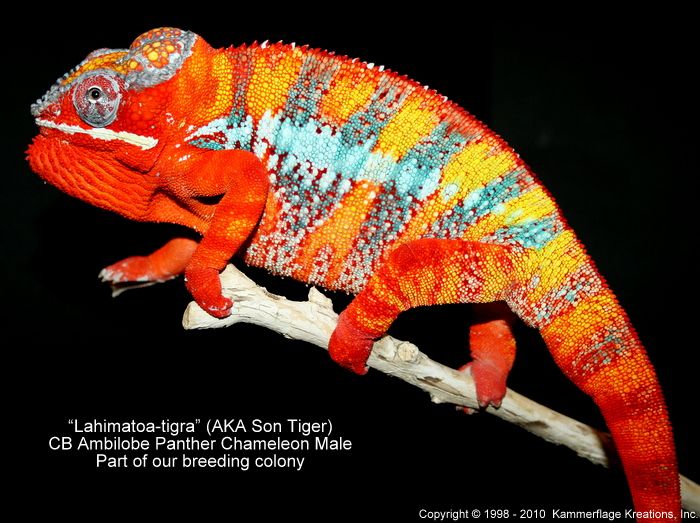 sontiger.jpg