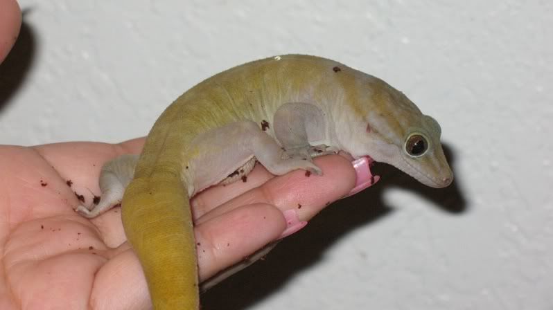 GoldenGecko044-1.jpg