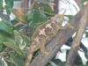 Pets085.jpg